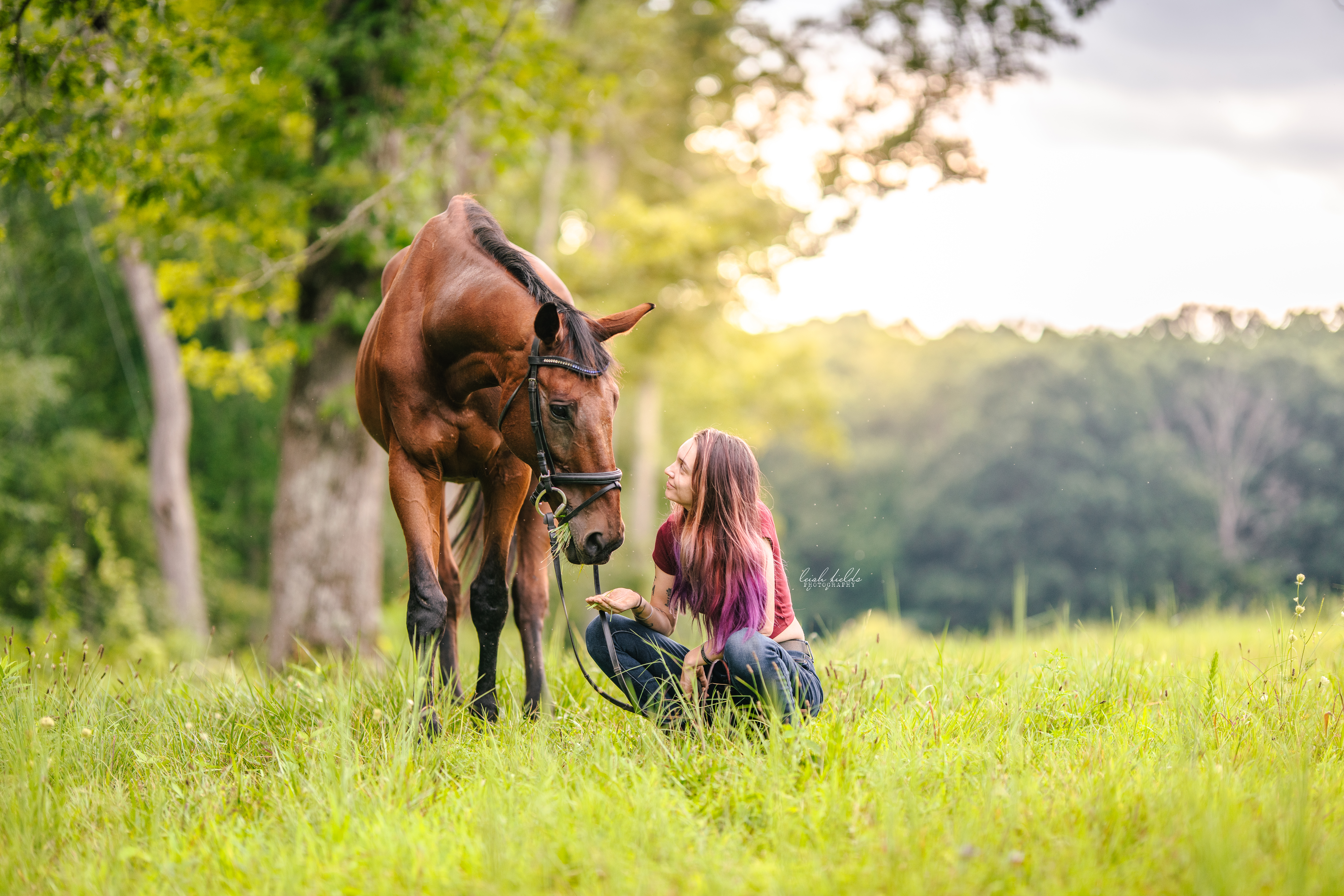equine photographer at breezy valley farm in asheville, north carolina