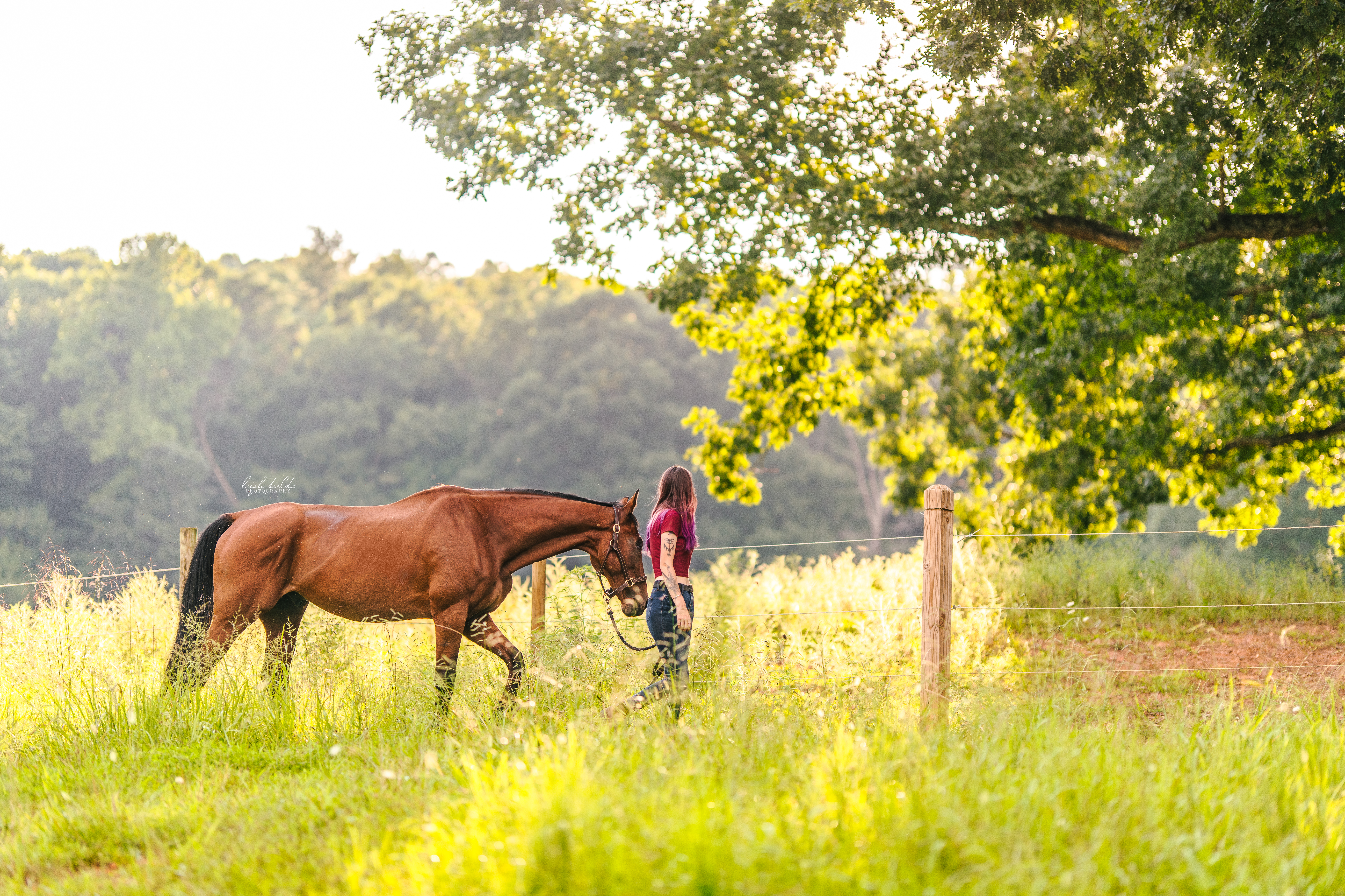 equine photographer at breezy valley farm in asheville, north carolina