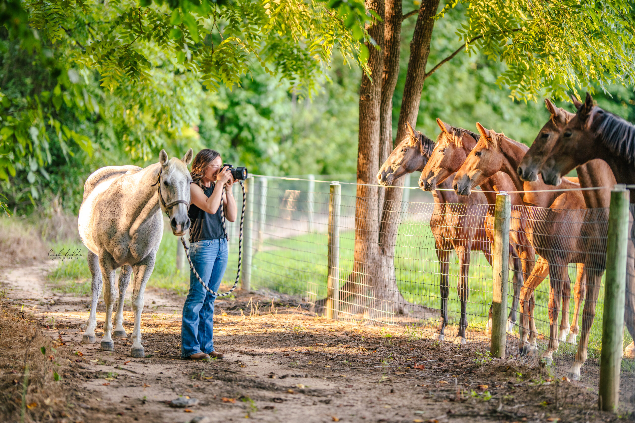 Greensboro, NC Equine Photographer Leigh Fields Photography horse photographer