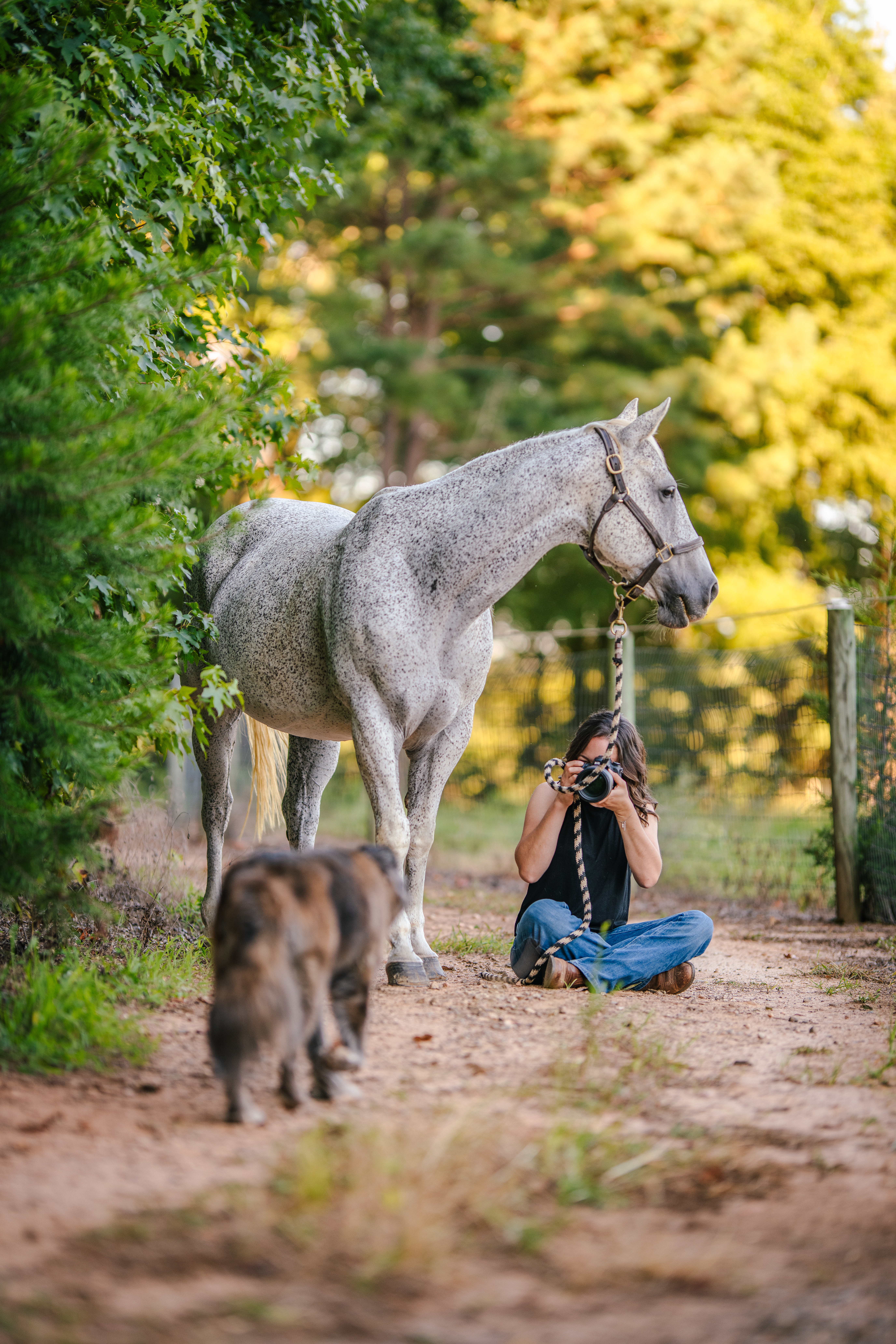 Greensboro, NC Equine Photographer Leigh Fields Photography horse photographer